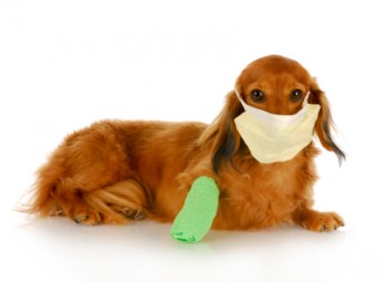 wounded dog